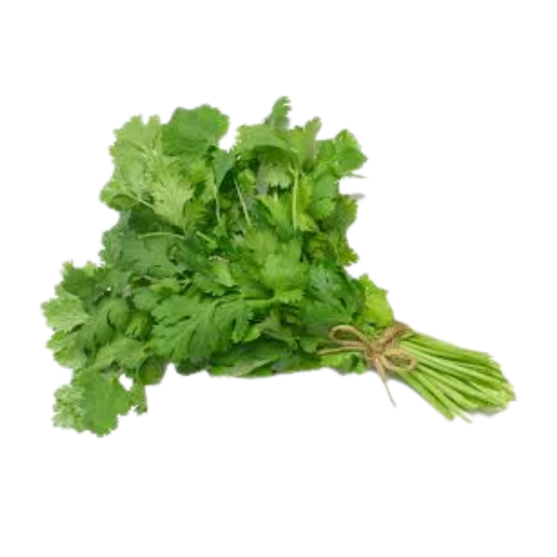 Fresh Cilantro Bunch 1 ct – Aromatic Herb for Cooking & Garnishing