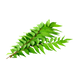 Fresh Curry Leaves - Aromatic & Flavorful
